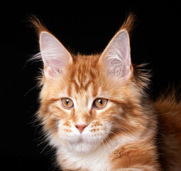 Beautiful cute maine coon kitten on black background in studio, isolated.