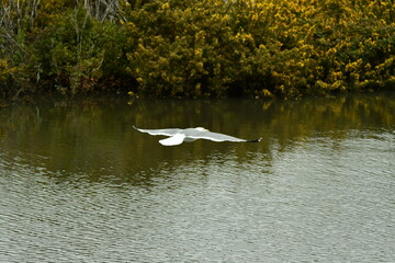 GAVIOTA PATIAMARILLA EN UNA LAGUNA DEL NORTE DE LA ISLA DE TENERIFE