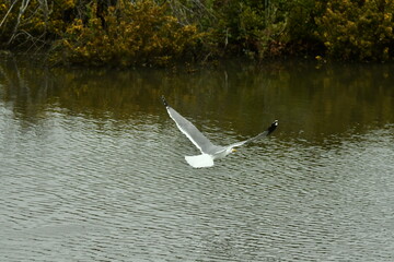 GAVIOTA PATIAMARILLA EN UNA LAGUNA DEL NORTE DE LA ISLA DE TENERIFE