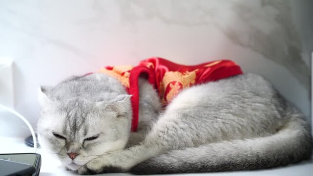 Scottish fold cat gray fur in red traditional costume with golden dragon pattern, silver feline short hair, fluffy pet animal lying on white background, relaxed grumpy cute domestic cat peaceful mood