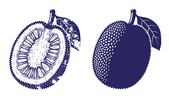 Grunge texture Mussel fruit illustration with one whole and one half fruit with leaves on white background Vintage Style
