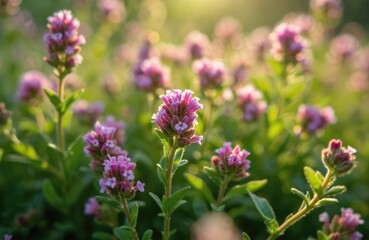 Wild thyme flowers bloom in field. Tiny purple blossoms on green herb plants grow in meadow. Fragrant plant used for culinary and medicinal purposes.