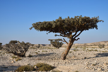 Boswellia, frankincense tree. Oman