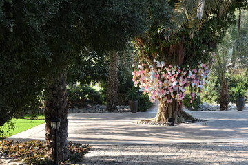 Al Bustan. Wishing tree. Muscat, Oman
