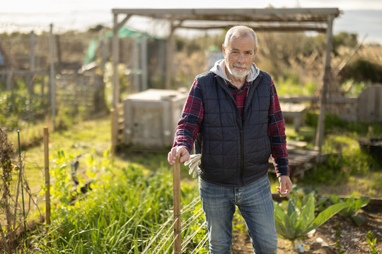 Mature man owner plantation or peasant is resting standing after work and tasks. Highly specialized agricultural fields, cultivation of greens and vegetables..
