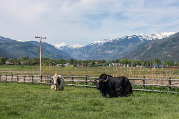 Highland Cattle Grazing in Mountain Pasture with Snowy Peaks