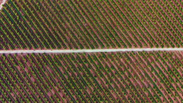 Rows of orange trees spread across the land with a dirt path separating them. Bright sunlight highlights the green leaves and soil, showing farming in a rural setting.