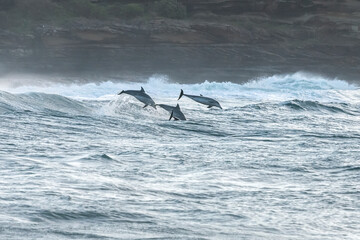 Obraz premium Bottlenose dolphins riding breaking waves near Bronte Beach, Sydney, New South Wales, Australia. Coastal marine wildlife scene with ocean surf.