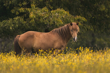 Brown (Bay) Horse In A Meadow Of Buttercups ( Ranunculus)