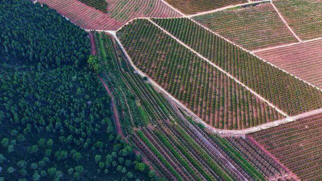 Rows of orange trees stretch across the land with open spaces and greenery nearby. The sun shines down on the fields during a clear day.