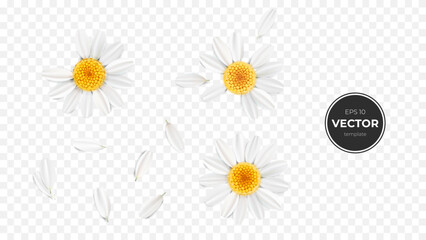 Obraz premium Delicate white daisies with yellow centers and falling petals on a transparent background.