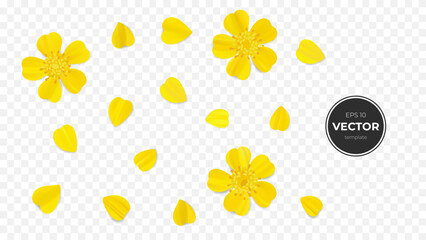 Bright yellow flowers and petals arranged on a transparent background.