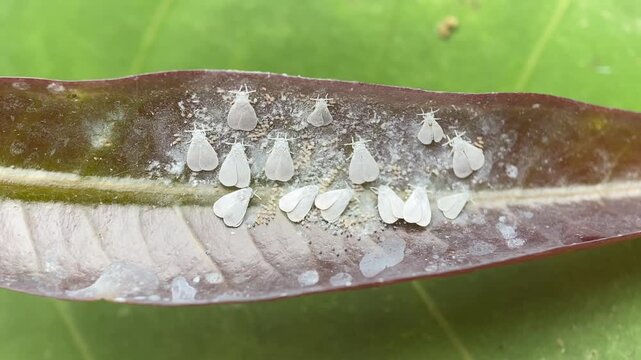 Whiteflies on Leaf