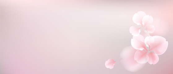 Delicate pink blossoms gently floating against a soft pastel background.