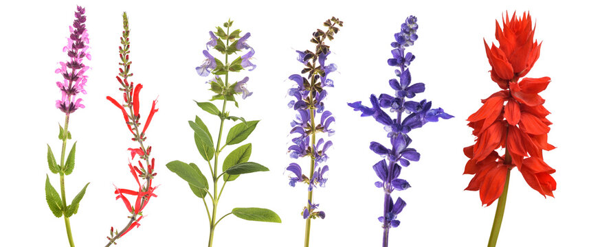 Varius sage flowers set