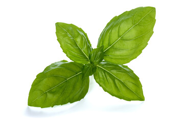 Fresh basil sprig isolated on white background