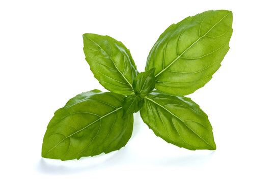 Fresh basil sprig isolated on white background