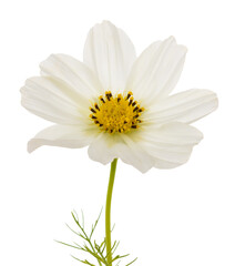 Naklejka premium White cosmos flower