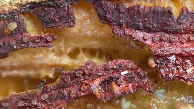 Decaying Rotten Banana Texture Background with Feeding Flies Macro Close-Up