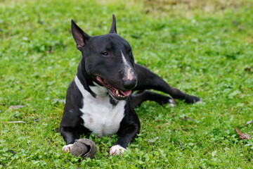 Black miniature bull terrier lying in the grass for a portrait