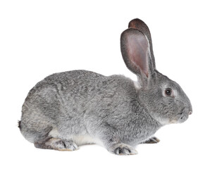 Obraz premium Cute fluffy Easter bunny isolated on white