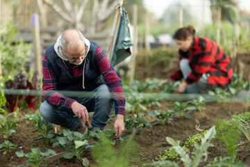 Fototapeta premium Senior man works in garden, takes care of plants in garden. Gardener cultivates plants of cabbage, broccoli or cauliflower.