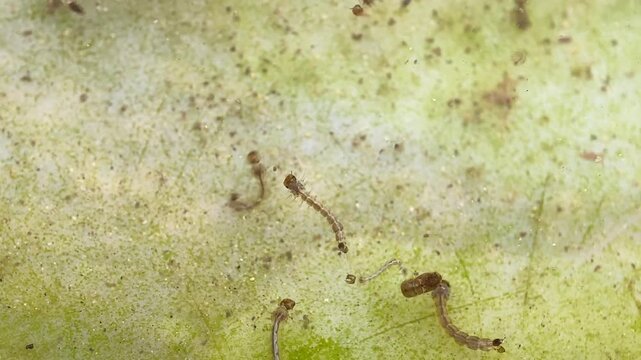 Macro Close-Up of Mosquito Larvae (Wrigglers) in Stagnant Water on Cement Surface