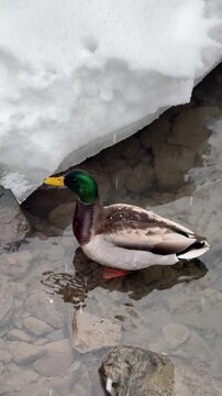 canard colvert sur un &eacute;tang en hiver	