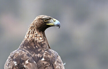 Fototapeta premium a powerful golden eagle (aquila chrysaetos) in the mountain
