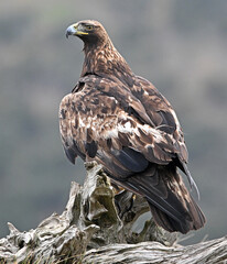 Fototapeta premium a powerful golden eagle in the mountain on spain