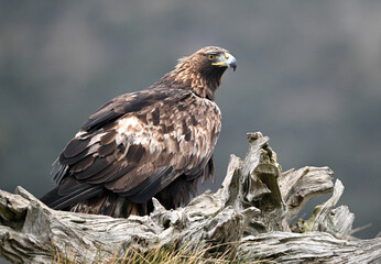 Fototapeta premium a powerful golden eagle in the mountain on spain