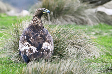 Fototapeta premium a powerful golden eagle in the mountain on spain