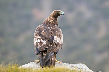 Fototapeta premium a powerful golden eagle in the mountain on spain