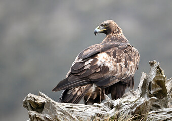 Fototapeta premium a powerful golden eagle in the mountain on spain