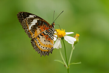 Leopard lacewing butterfly (Cethosia cyane) perched on wildflower with wings spread, Sulawesi, Indonesia  vivid orange, black and white tropical butterfly, detailed macro portrait in natural habitat © phototrip.cz