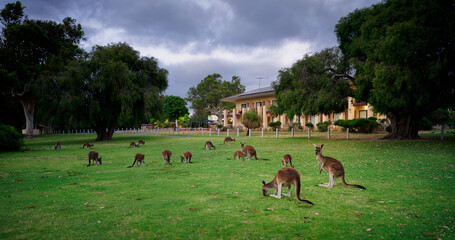 Western grey kangaroos (Macropus fuliginosus) grazing on green lawn near building at dusk, group of Australian marsupials in urban park setting, wildlife coexistence in Western Australia © phototrip.cz