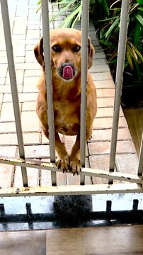 cachorro preso atr&aacute;s das grades
