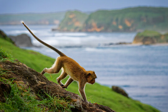 Long-tailed macaque (Macaca fascicularis) sitting on cliff above tropical bay in Lombok, Indonesia; coastal landscape with beach and forest, wild primate in natural habitat, travel wildlife scene