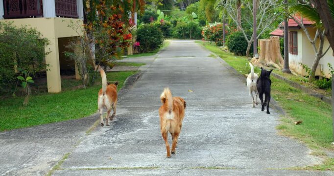 Three dogs walking down tropical lane through sunlit residential street past villas and lush foliage trio of mixed breed dogs wander together with tails wagging in calm suburban stroll, rear view