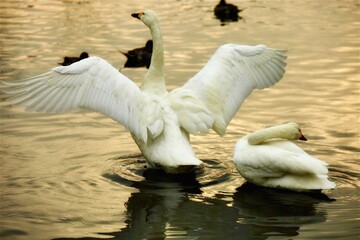 夕日でプラチナゴールド色に染まる水辺と羽を広げる白鳥