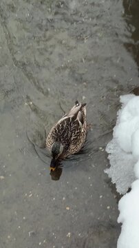 canard colvert sur un &eacute;tang en hiver	