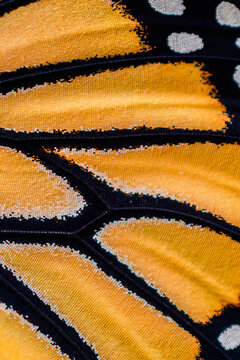 close up macro photography monarch butterfly scales 