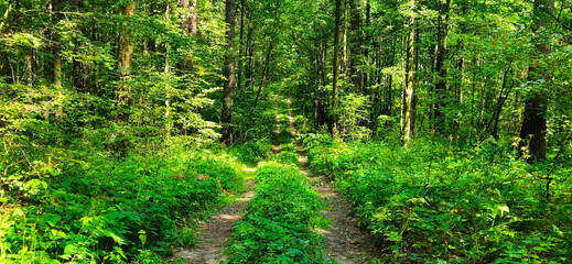 country road in the forest