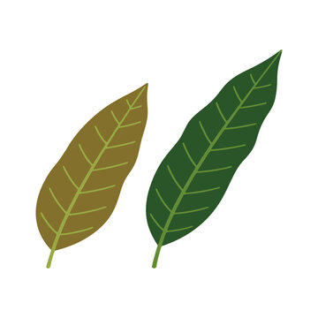 Set of green and brown mango leaves vector illustration for botanical study.