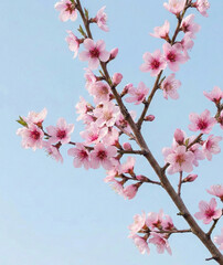 Delicate Pink Peach Blossoms on Branch Against Clear Blue Sky
