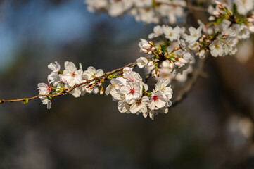 Obraz premium Close-up of cherry blossoms on a sunny spring day 