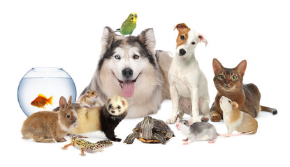 Cute pets on white background. Parrots, dog, cat and other animals