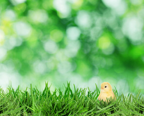 Cute chick in bright green grass against blurred background, bokeh effect