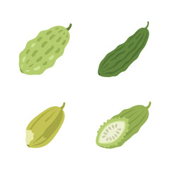 Set of green bitter melon and gourd vegetable vector illustration for herbal food.