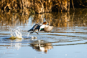 Eurasian Wigeon, Mareca penelope, birds in flight over marshes in Devon, England